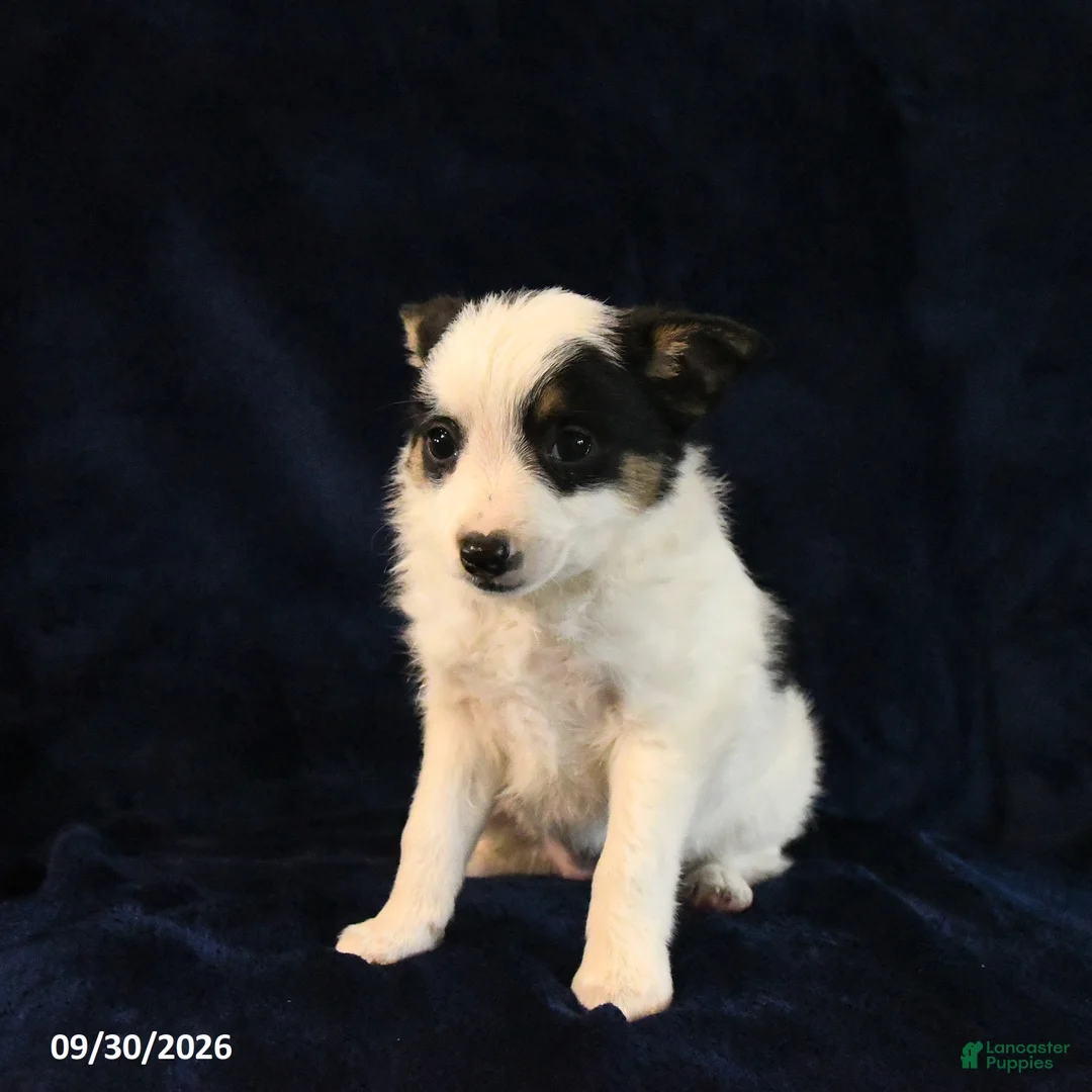 Mixed Breed dogs for sale: Sofie - Ad 1