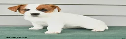 Jack Russell Terrier dogs for sale: Fiona - Ad 4