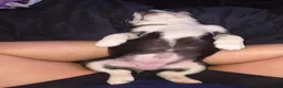 Mixed Breed dogs for sale: Mixed Breed 2 - Ad 6
