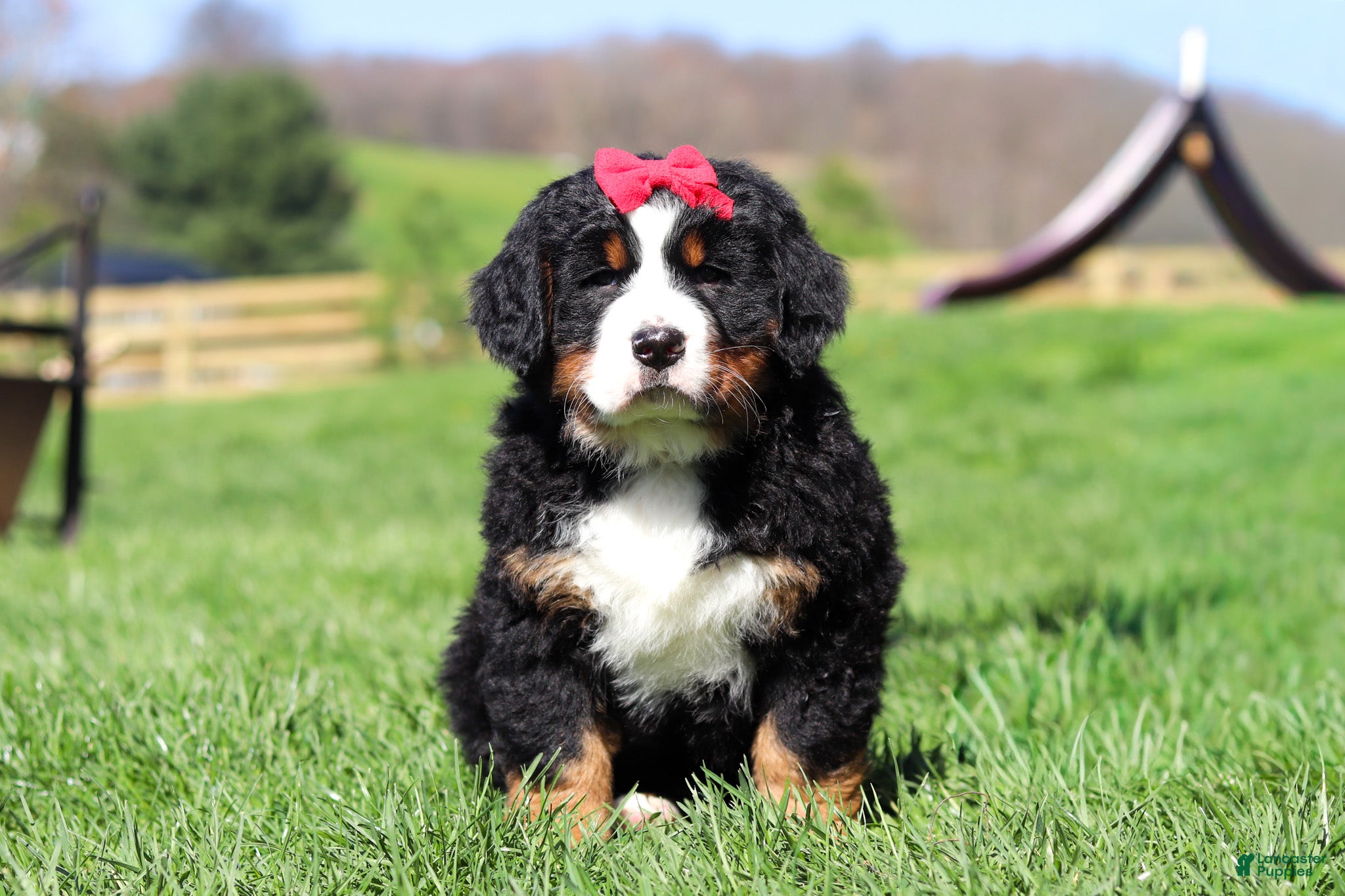 Bernese Mountain Dog dogs Florence - Ad 1