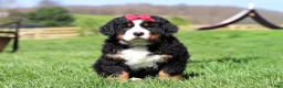 Bernese Mountain Dog dogs for sale: Florence - Ad 1