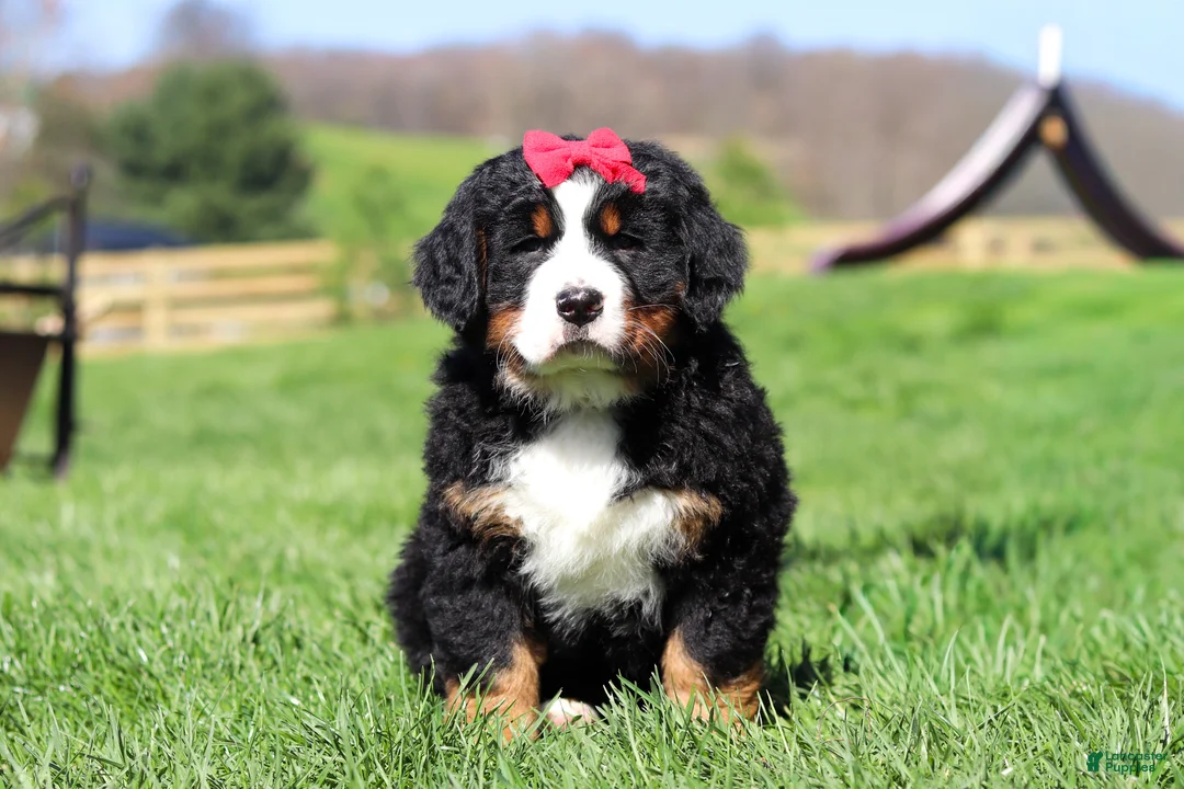 Bernese Mountain Dog dogs for sale: Florence - Ad 1