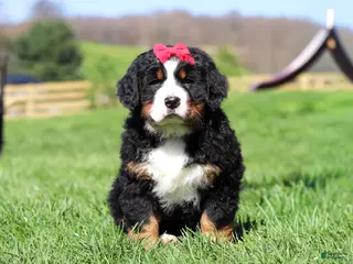 Bernese Mountain Dog dogs for sale: Florence - Ad 1