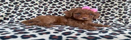 Cockapoo dogs for sale: Macey - Ad 5