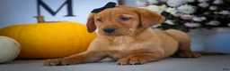 Labrador Retriever dogs for sale: NORMAN - Ad 19
