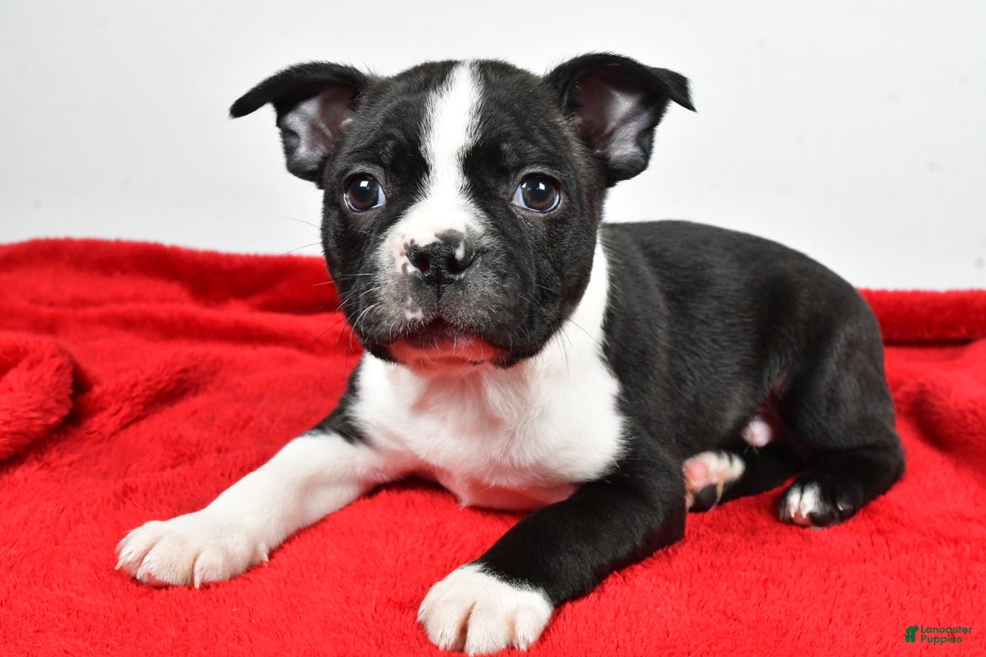 Boston Terrier dogs for sale: Scott - Ad 7