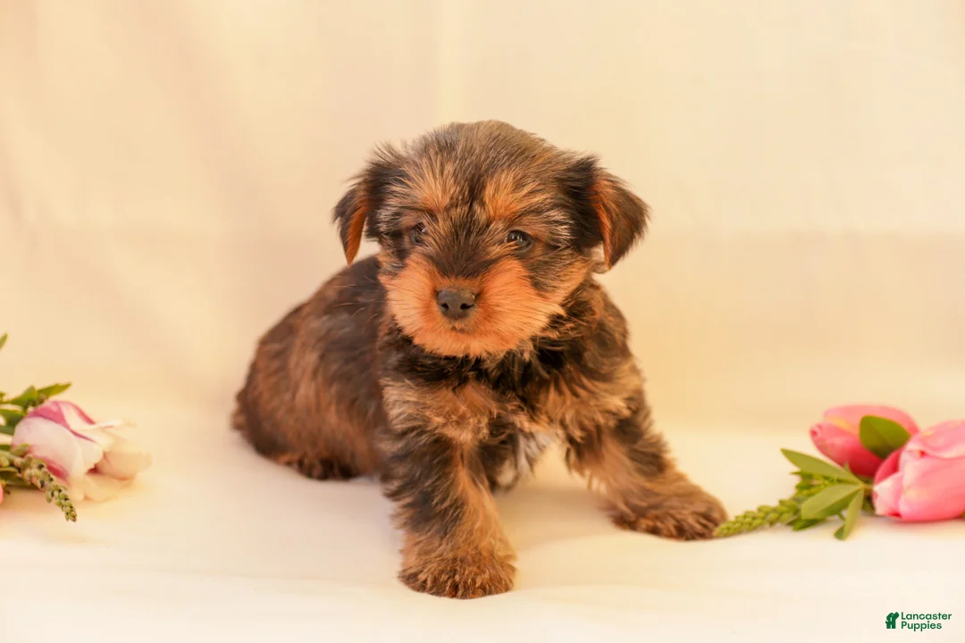 Yorkiepoo dogs for sale: Dixie - Ad 1