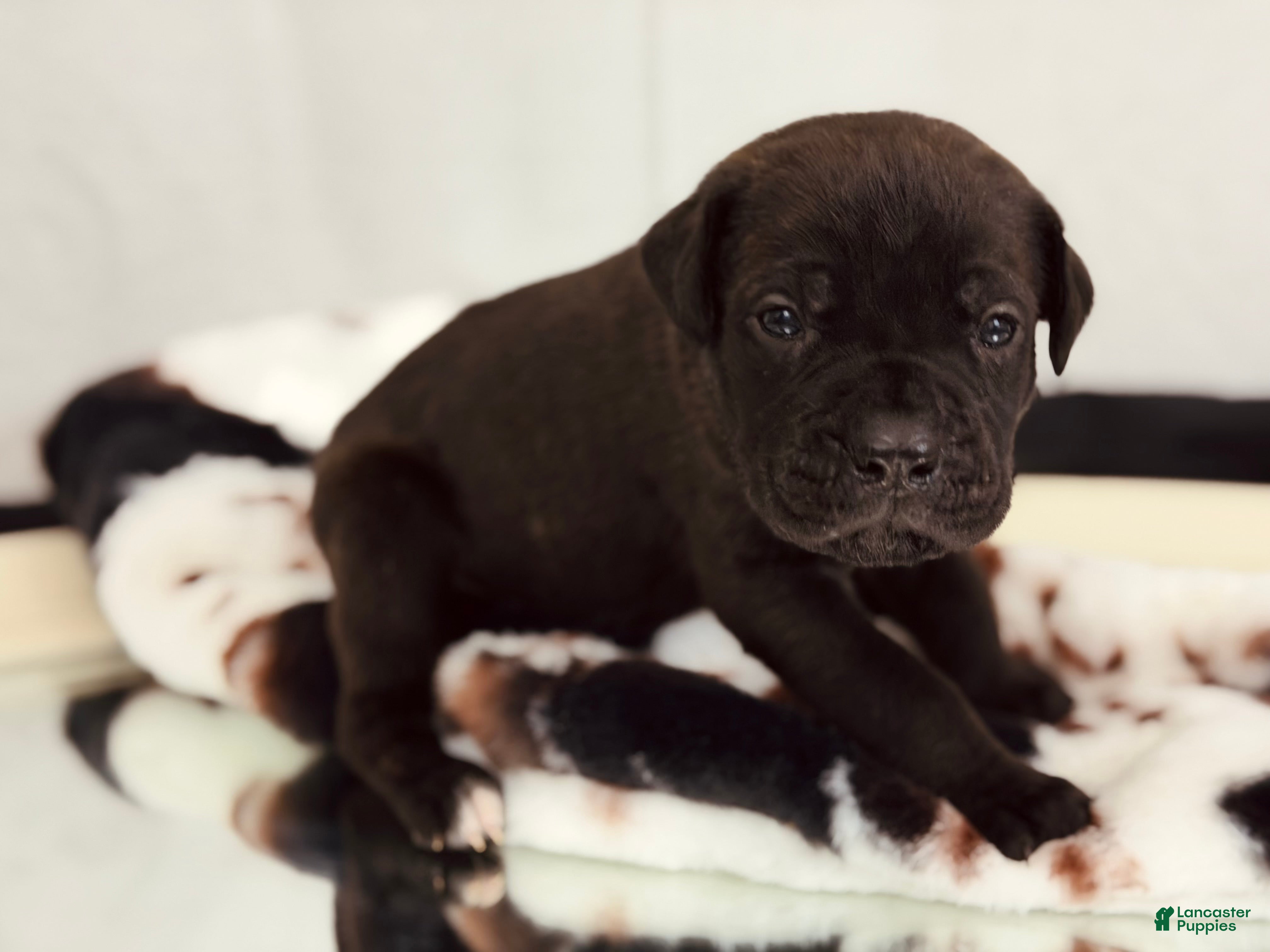 Cane Corso dogs Thanos  - Ad 16