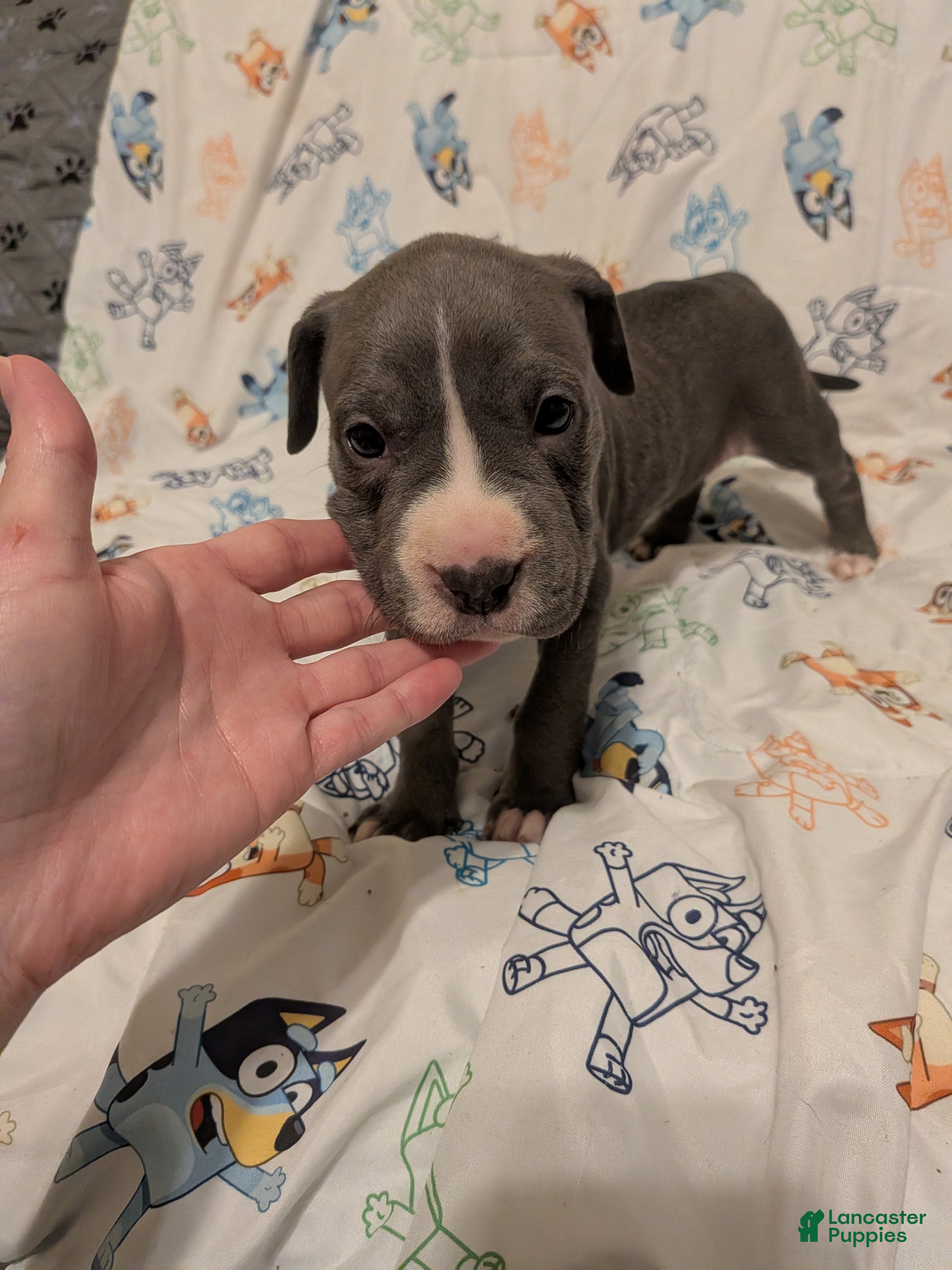American Pit Bull Terrier dogs American Pit Bull Terrier 6 - Ad 8