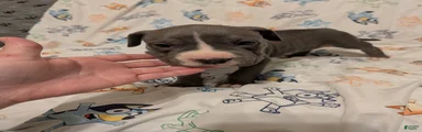 American Pit Bull Terrier 6