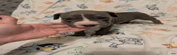 American Pit Bull Terrier dogs for sale: American Pit Bull Terrier 6 - Ad 1