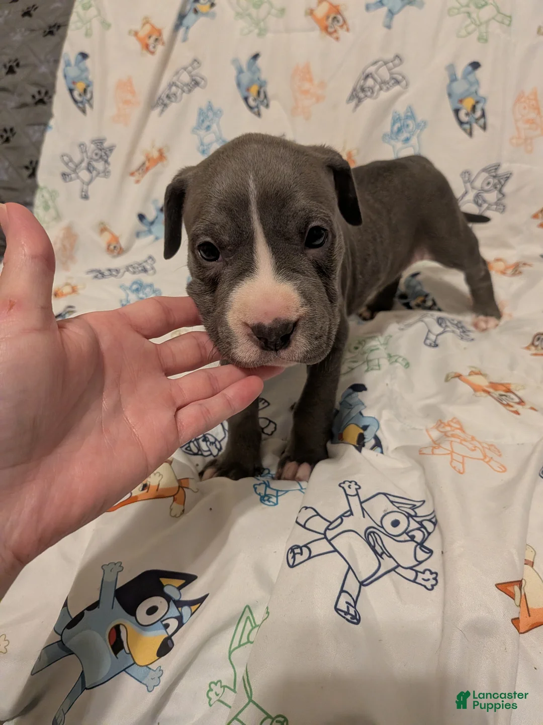 American Pit Bull Terrier dogs for sale: American Pit Bull Terrier 6 - Ad 1