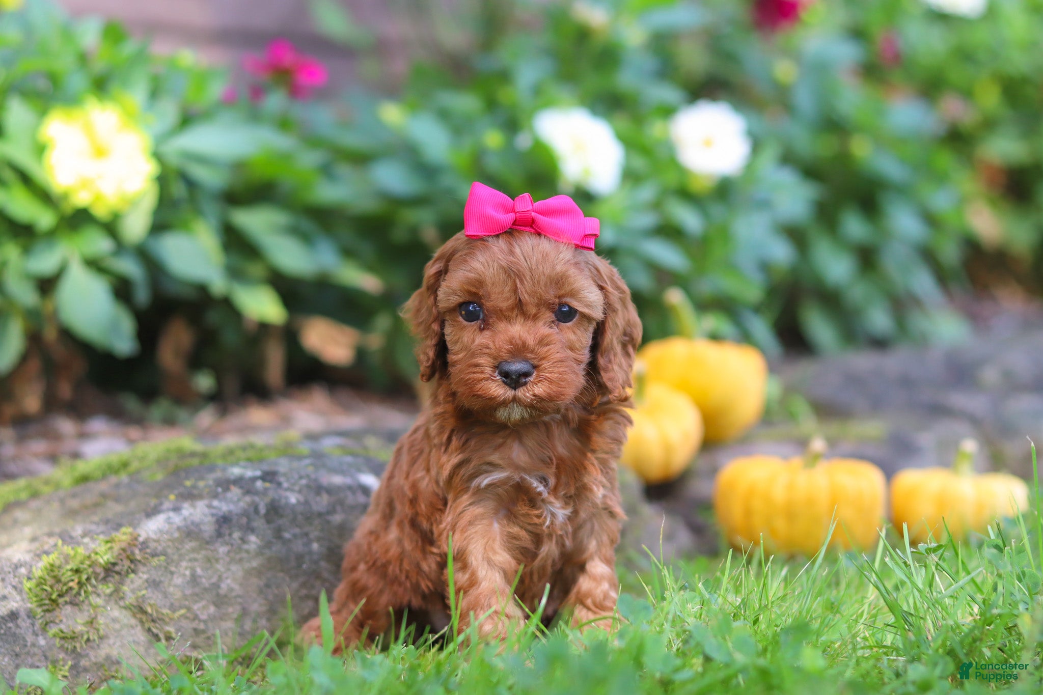 Cockapoo dogs Goldie - Ad 1
