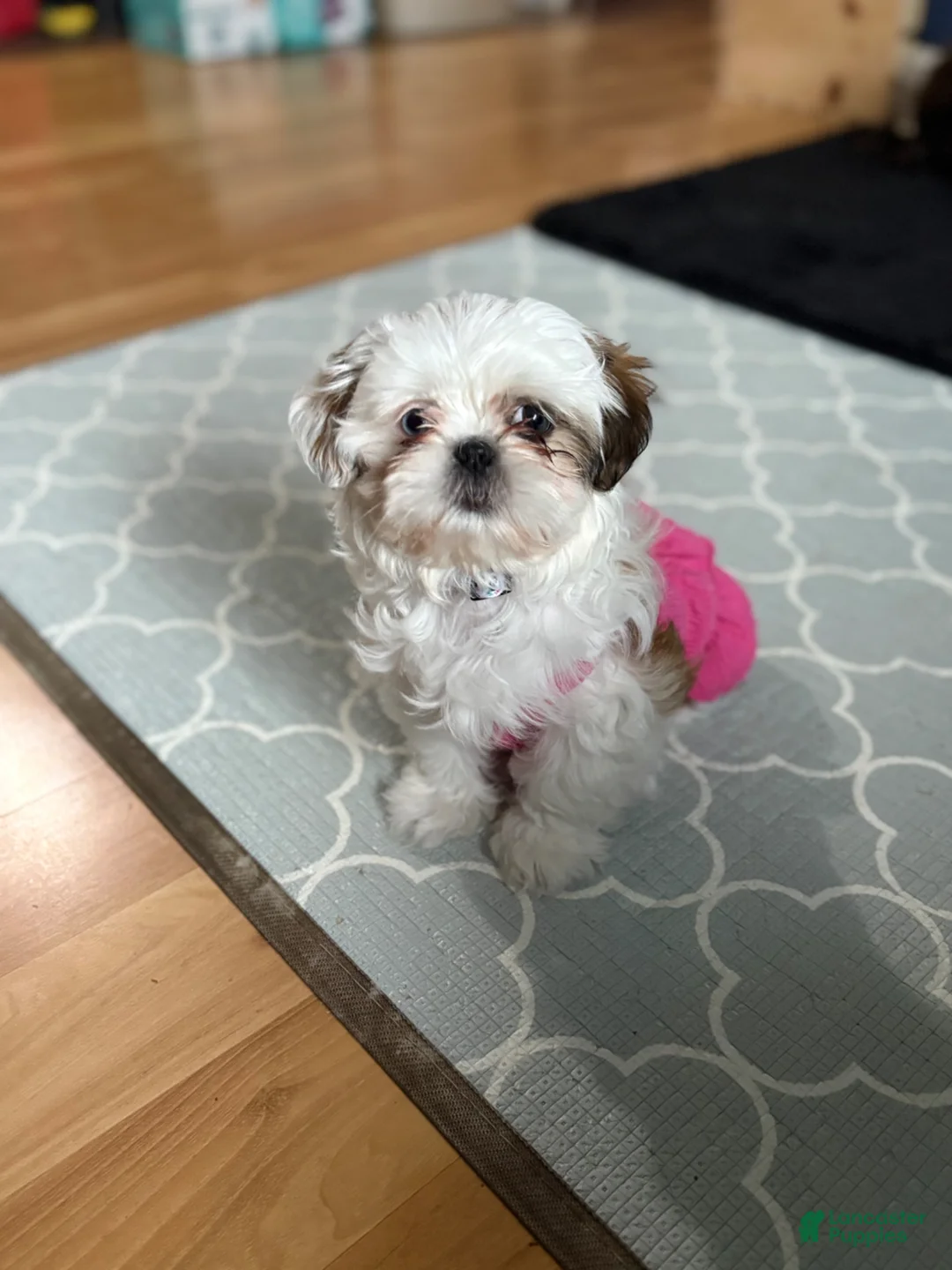 Shih Tzu dogs for sale: Shih Tzu Puppy 1 - Ad 1
