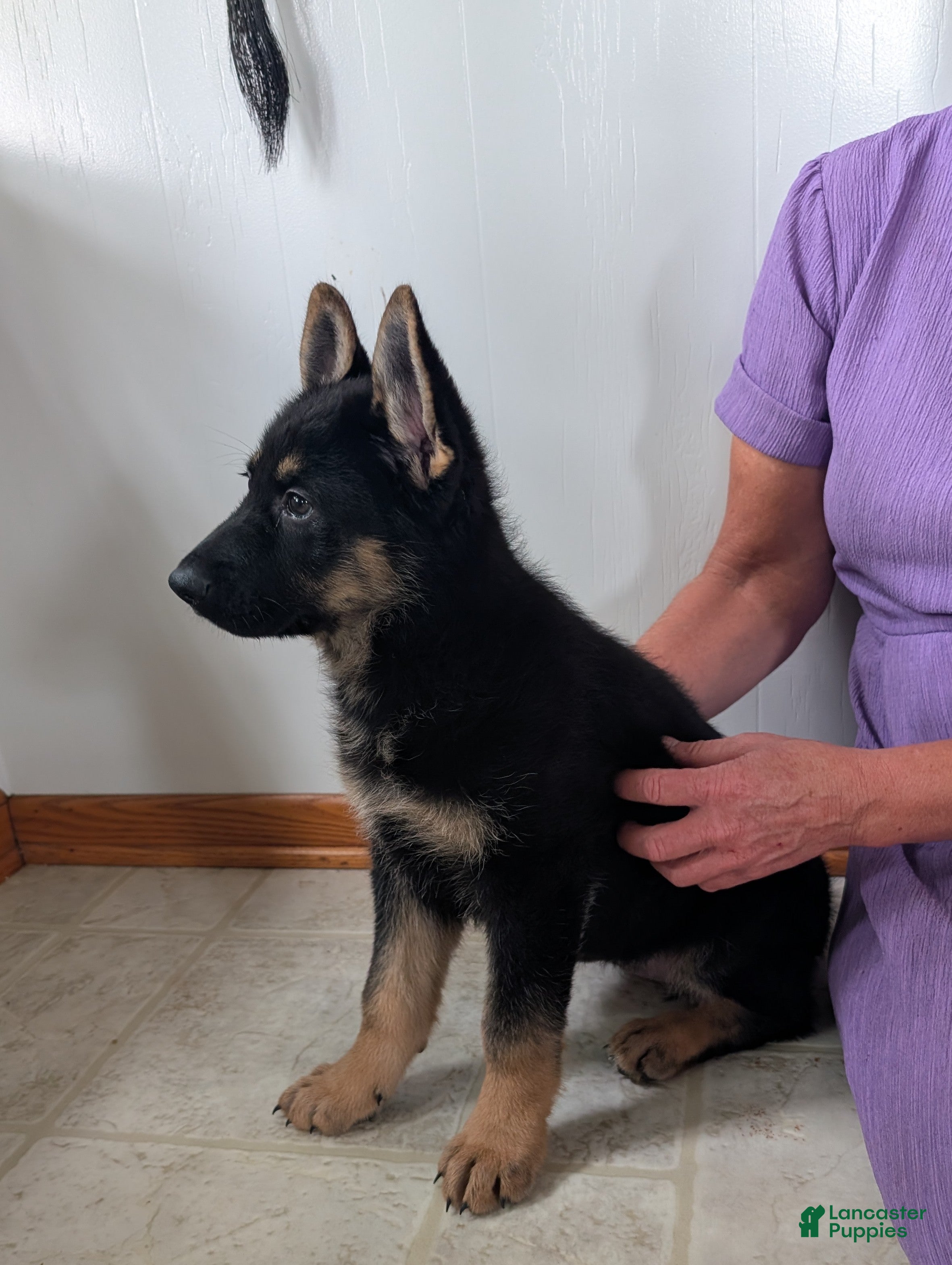 German Shepherd dogs Mindy  - Ad 2