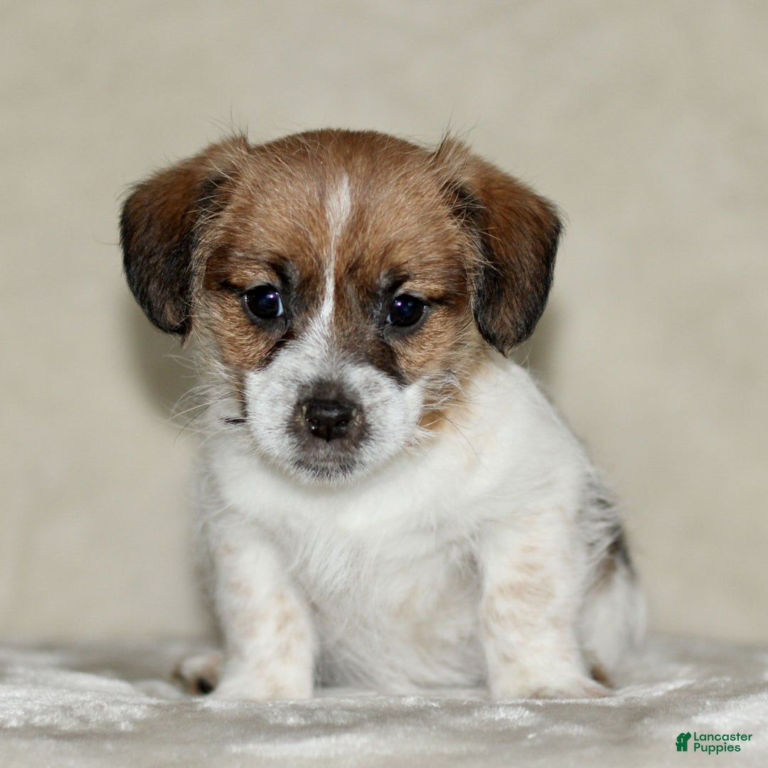 Mixed Breed dogs for sale: Lacey  - Ad 3