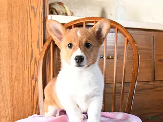 Welsh Corgi Pembroke dogs Eclipse - Ad 21