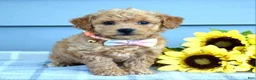 Bichpoo dogs for sale: Sunny - Ad 3
