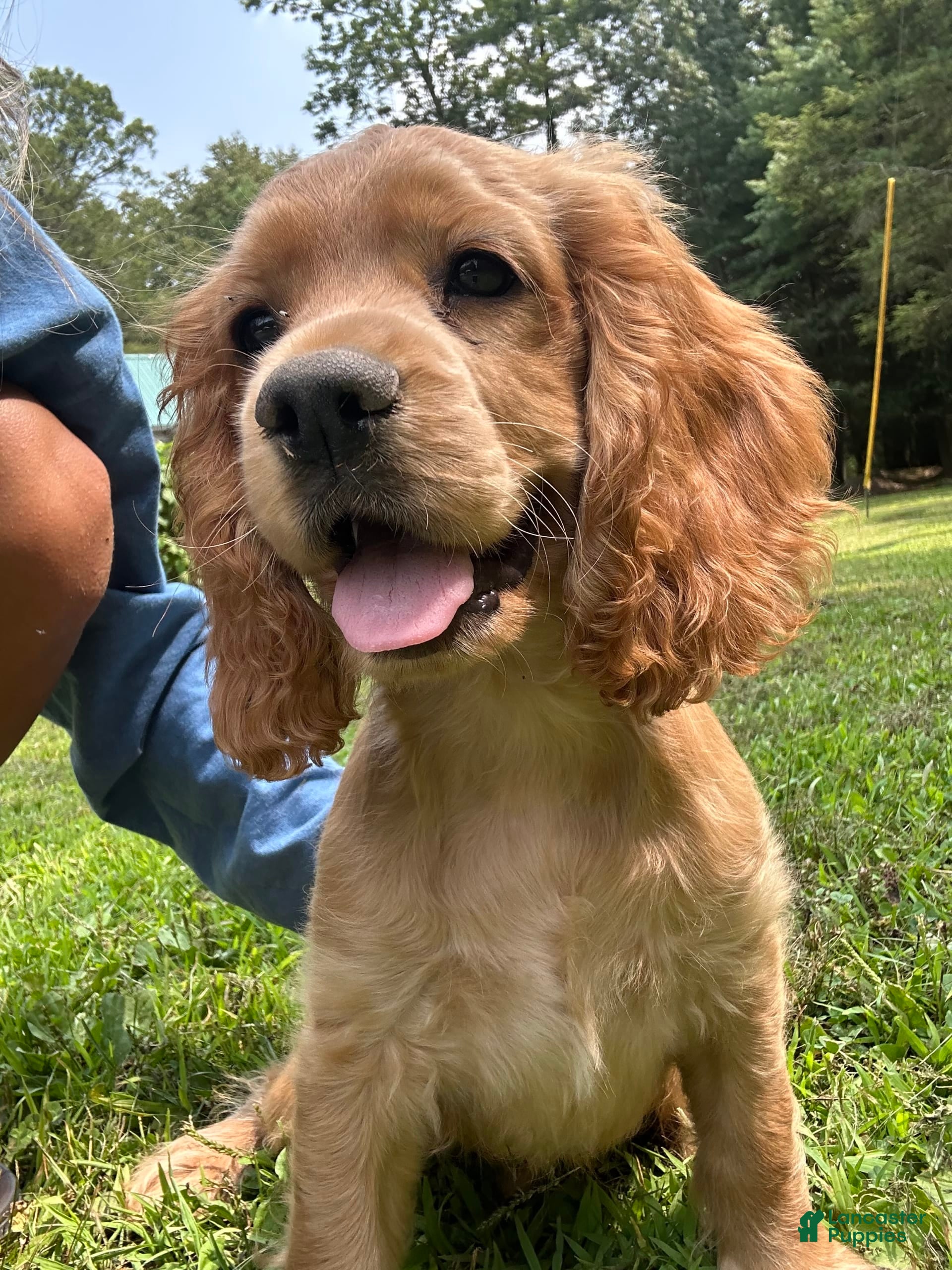 Cocker Spaniel dogs Marley - Ad 28