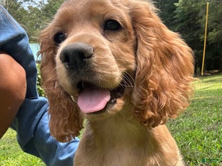 Cocker Spaniel dogs Marley - Ad 34