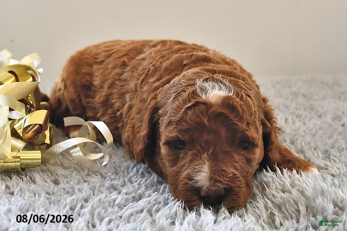 Mini Goldendoodle dogs Louie - Ad 2