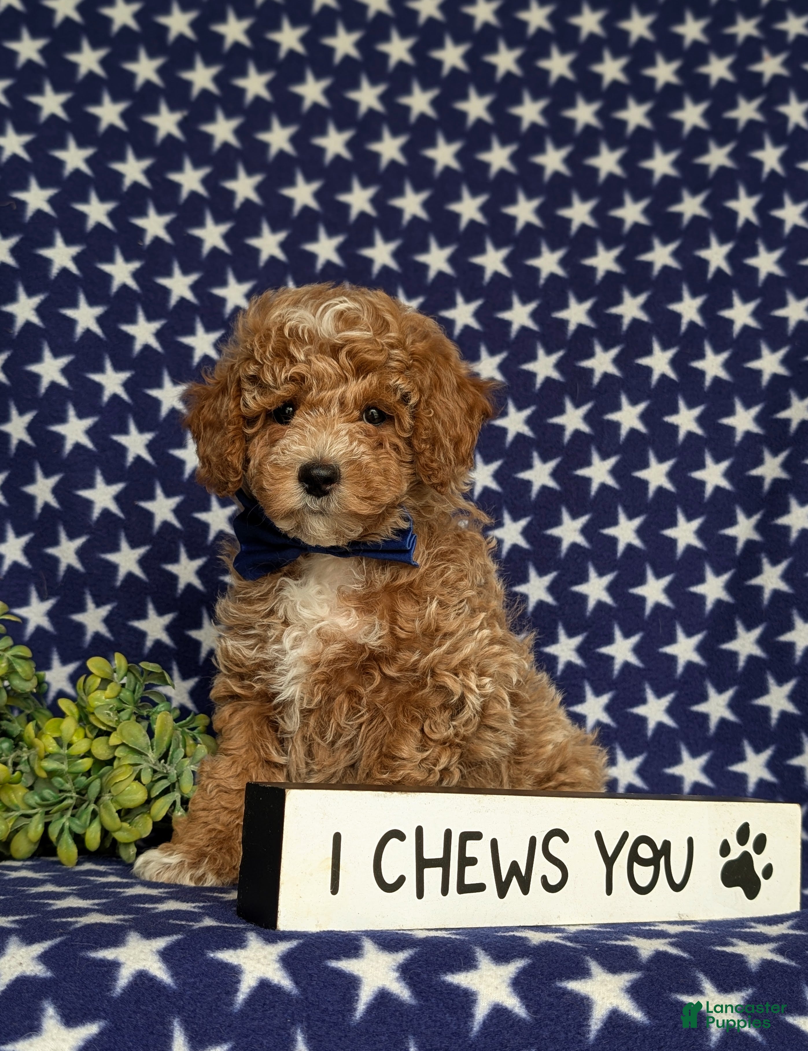 Miniature Poodle dogs for sale: Nygel - Ad 2