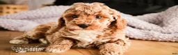 Miniature Poodle dogs for sale: Jade - Ad 4