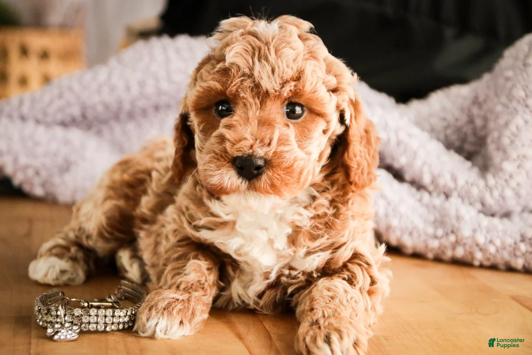Miniature Poodle dogs for sale: Jade - Ad 4