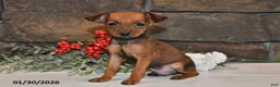 Miniature Pinscher dogs for sale: Ace - Ad 1