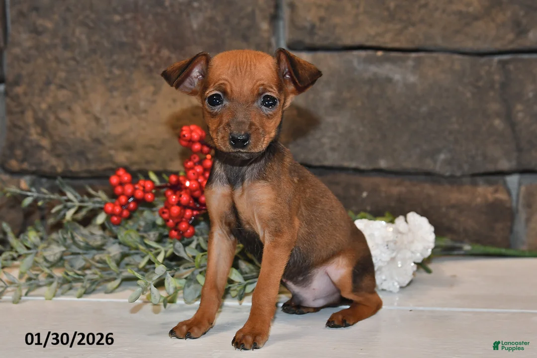 Miniature Pinscher dogs for sale: Ace - Ad 1