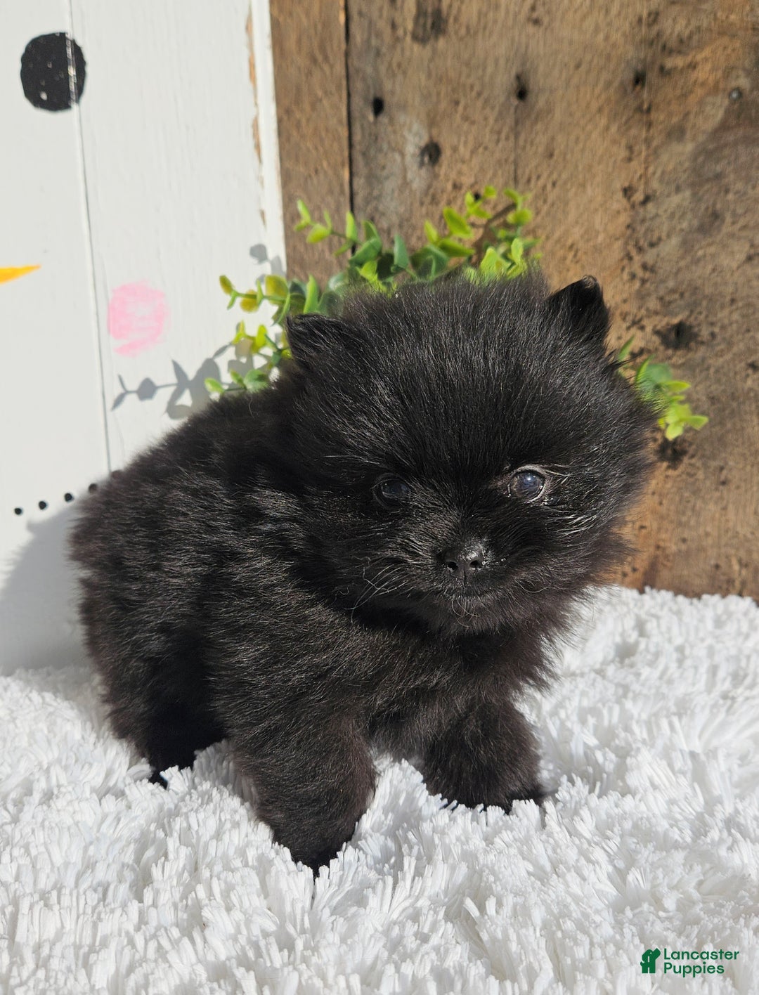 Pomeranian dogs for sale: Tinker - Ad 4