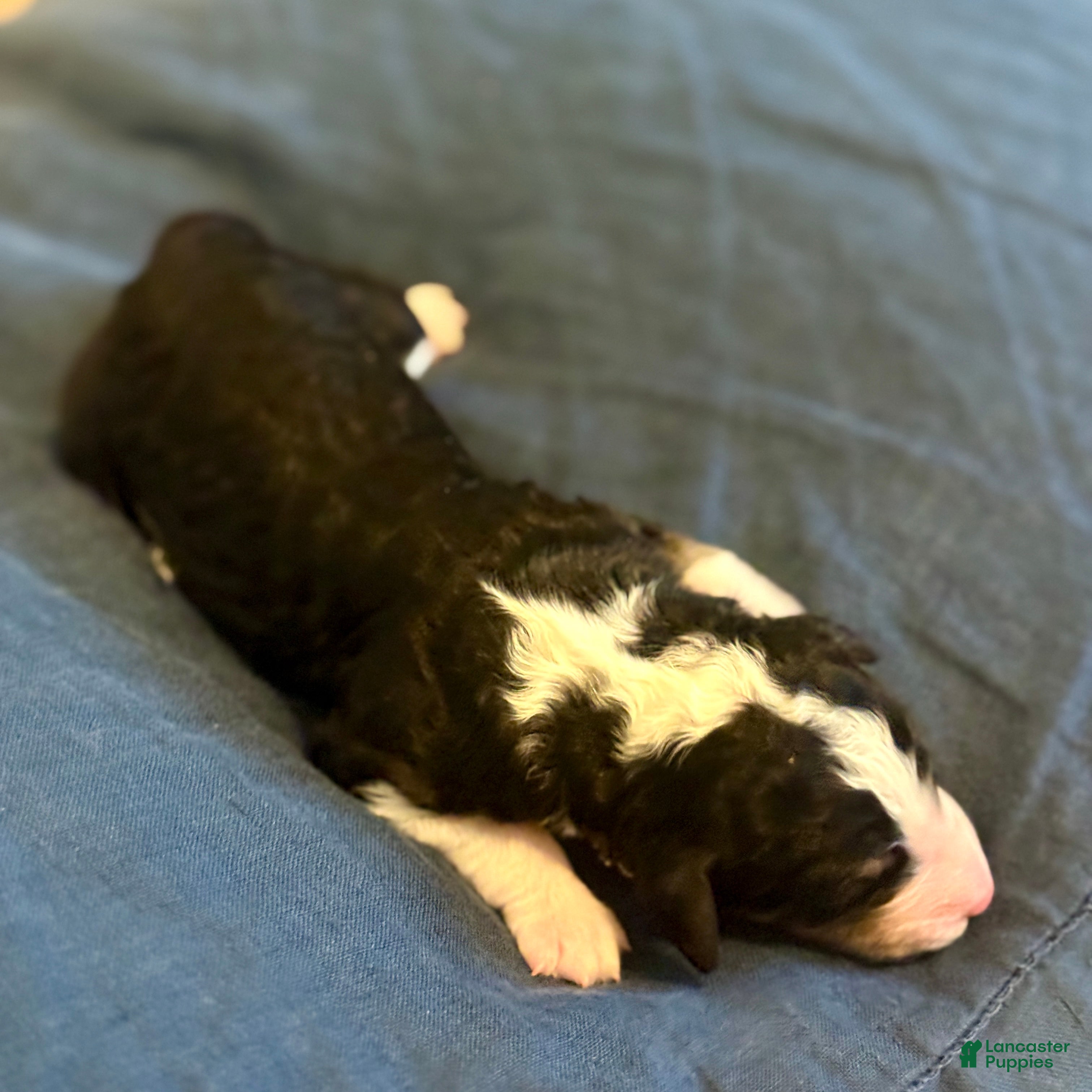 Bernedoodle dogs Wednesday - Ad 2