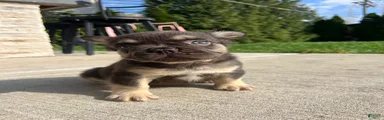 Male Frenchie Puppy Chicago Fluffy - 