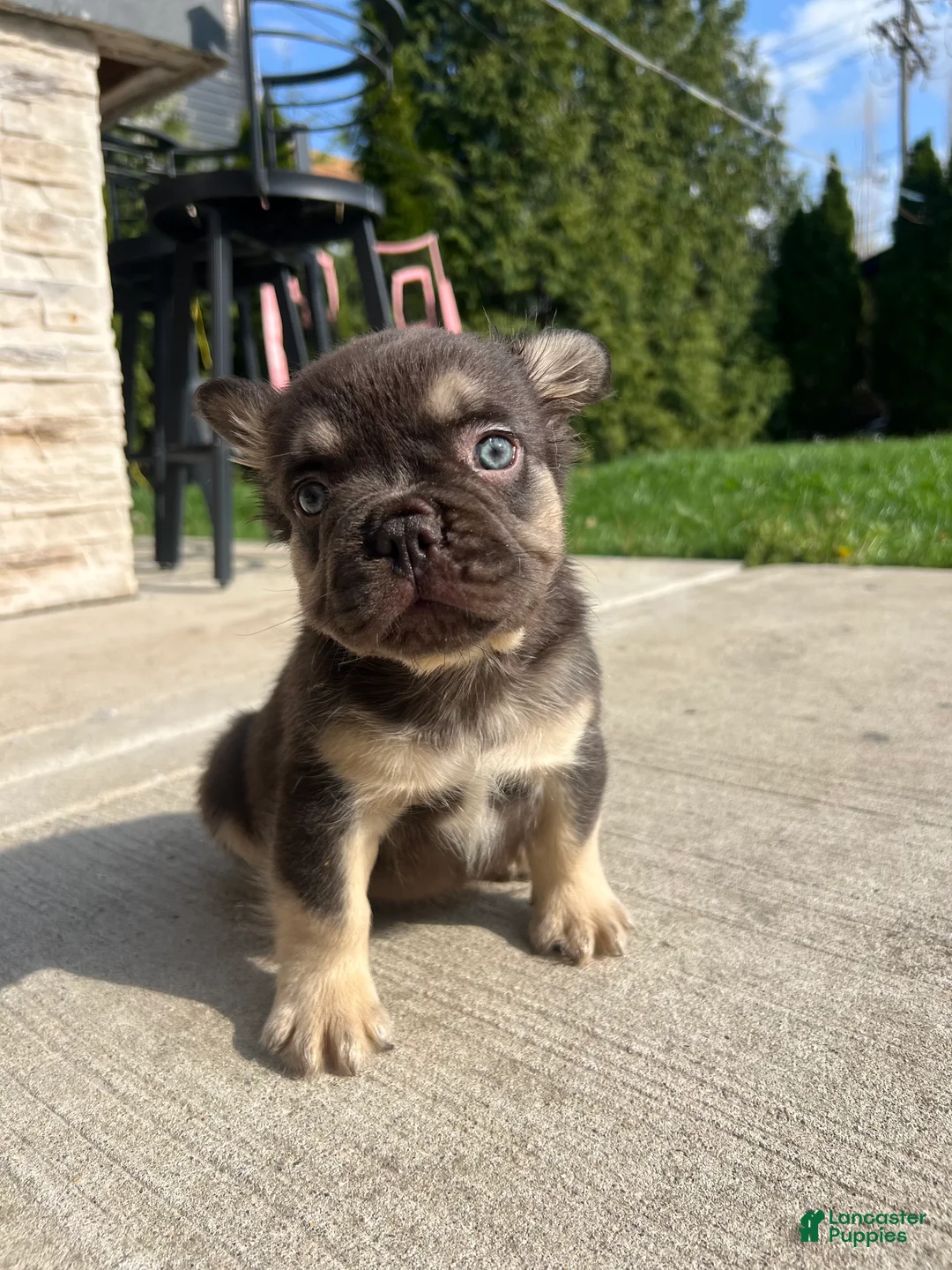 French Bulldog dogs for sale: Male Frenchie Puppy Chicago Fluffy -  - Ad 1