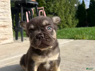 French Bulldog dogs Male Frenchie Puppy Chicago Fluffy - - Ad 25