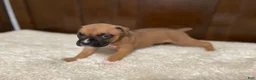Boxer dogs for sale: Jax - Ad 16