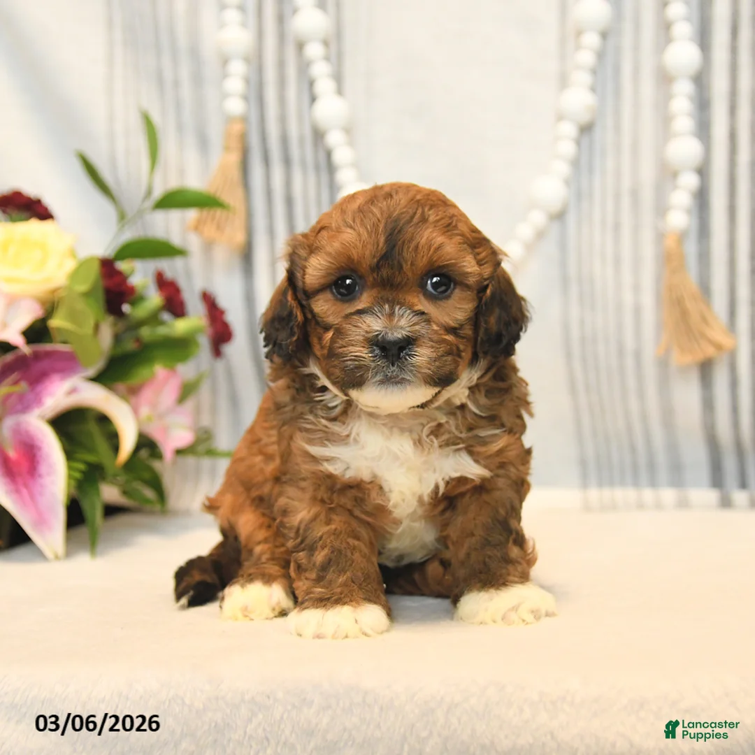 Shihpoo dogs for sale: Loyal - Ad 1
