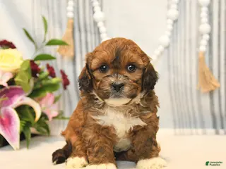 Shihpoo dogs for sale: Loyal - Ad 3