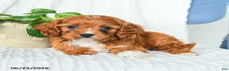 Cavapoo dogs for sale: Fedora - Ad 4