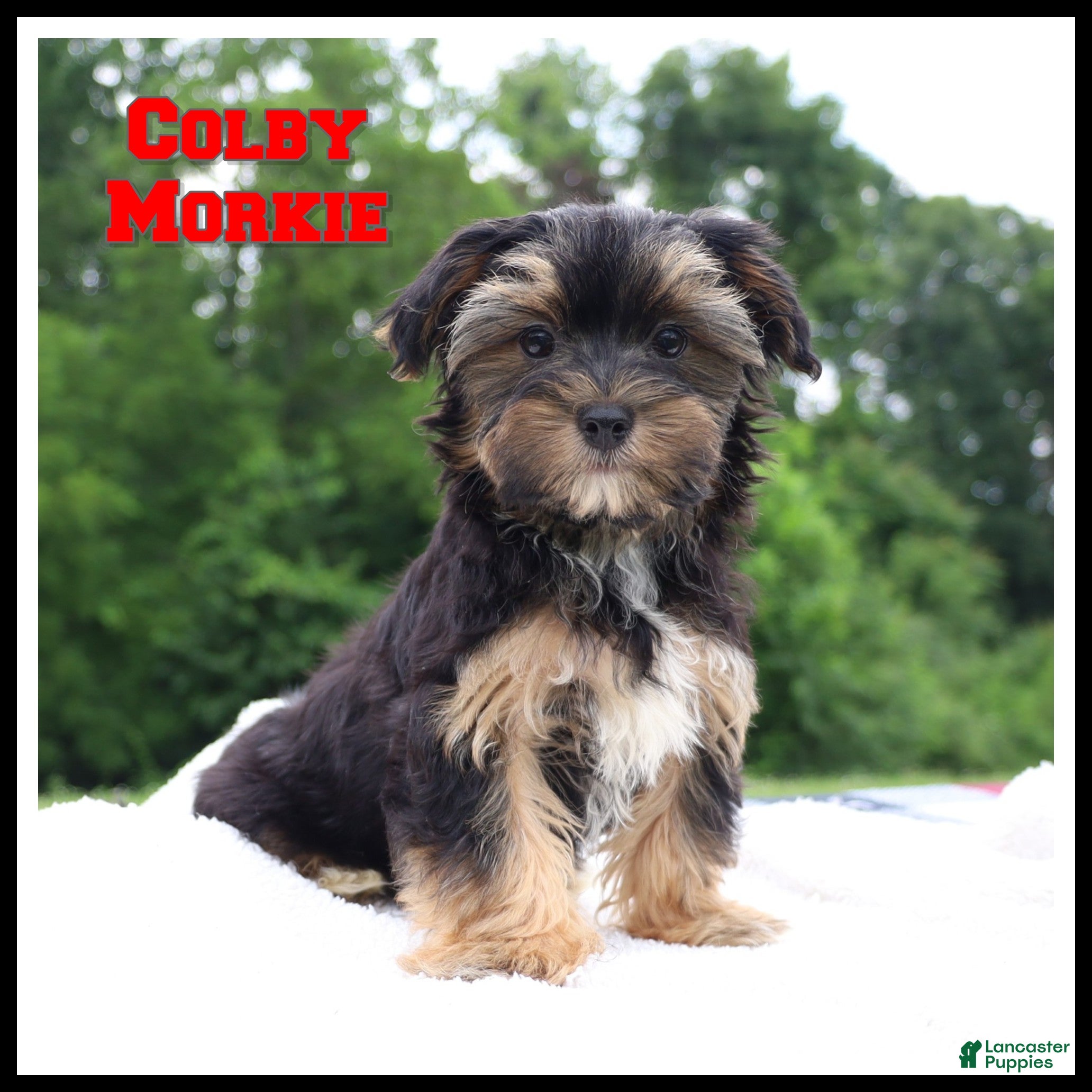 Morkie dogs Colby - Ad 1