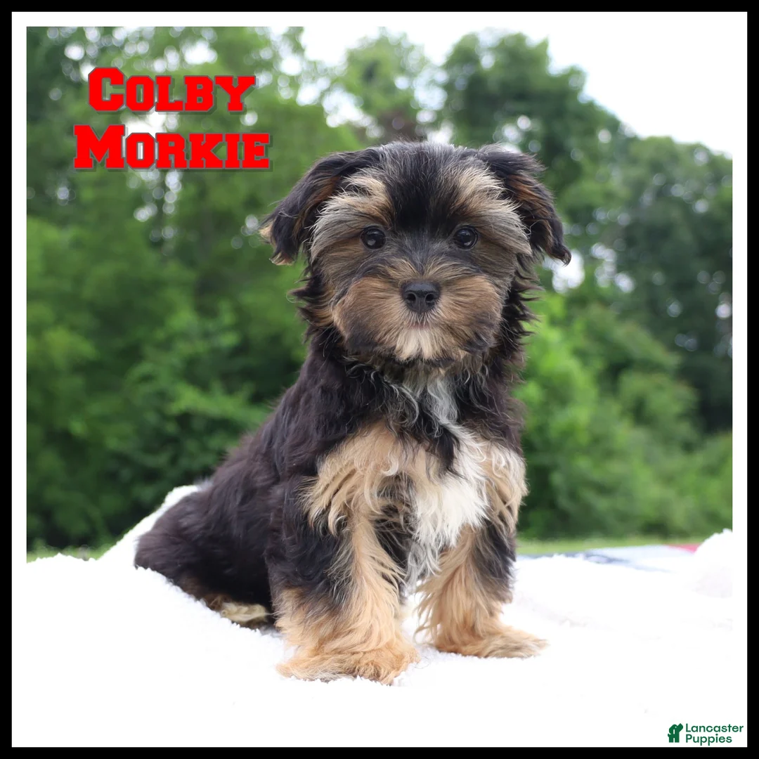 Morkie dogs for sale: Colby - Ad 1