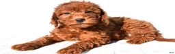 Mini Goldendoodle dogs for sale: Gracie - Ad 1