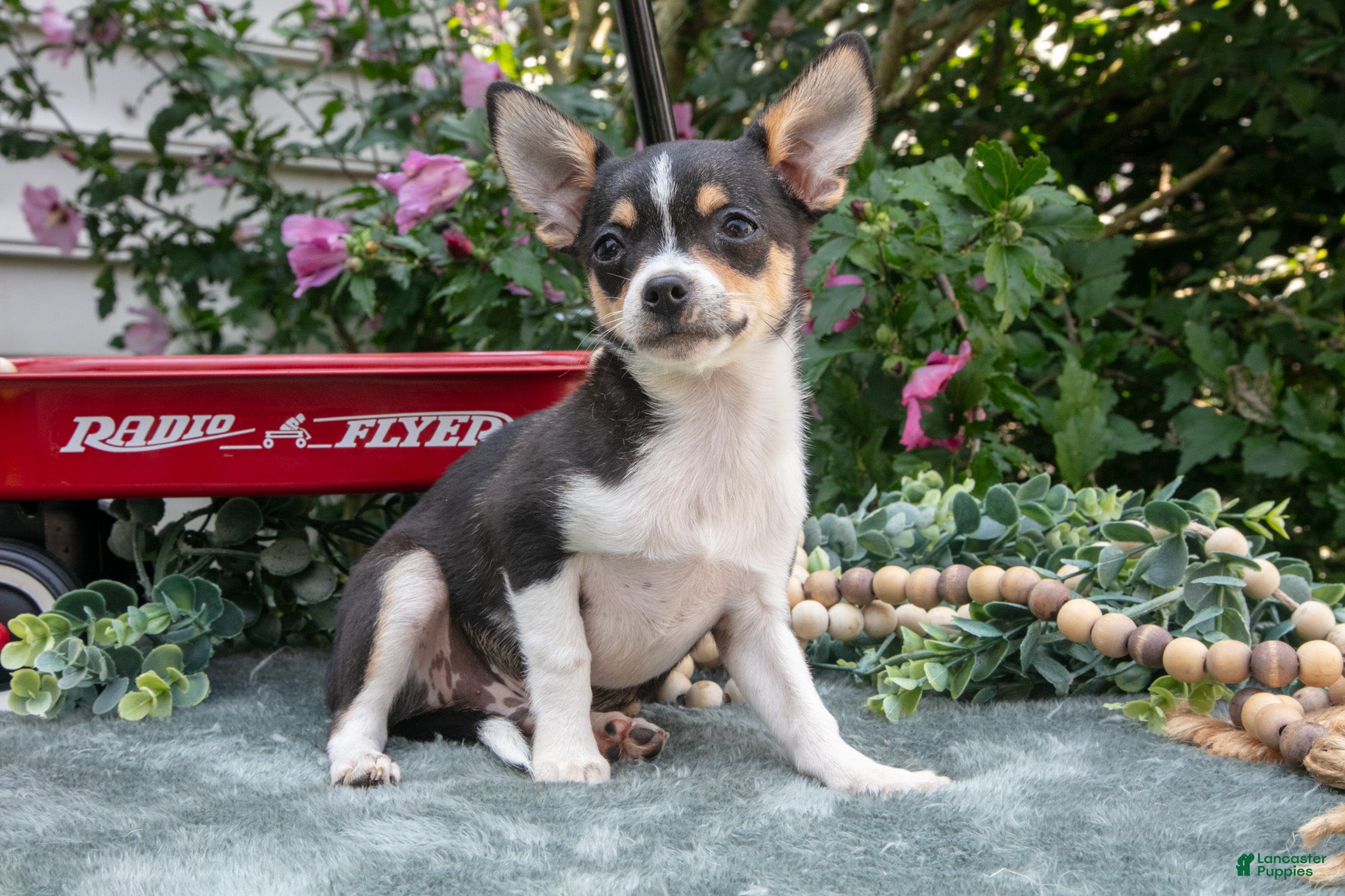 Chihuahua dogs Nugget - Ad 1
