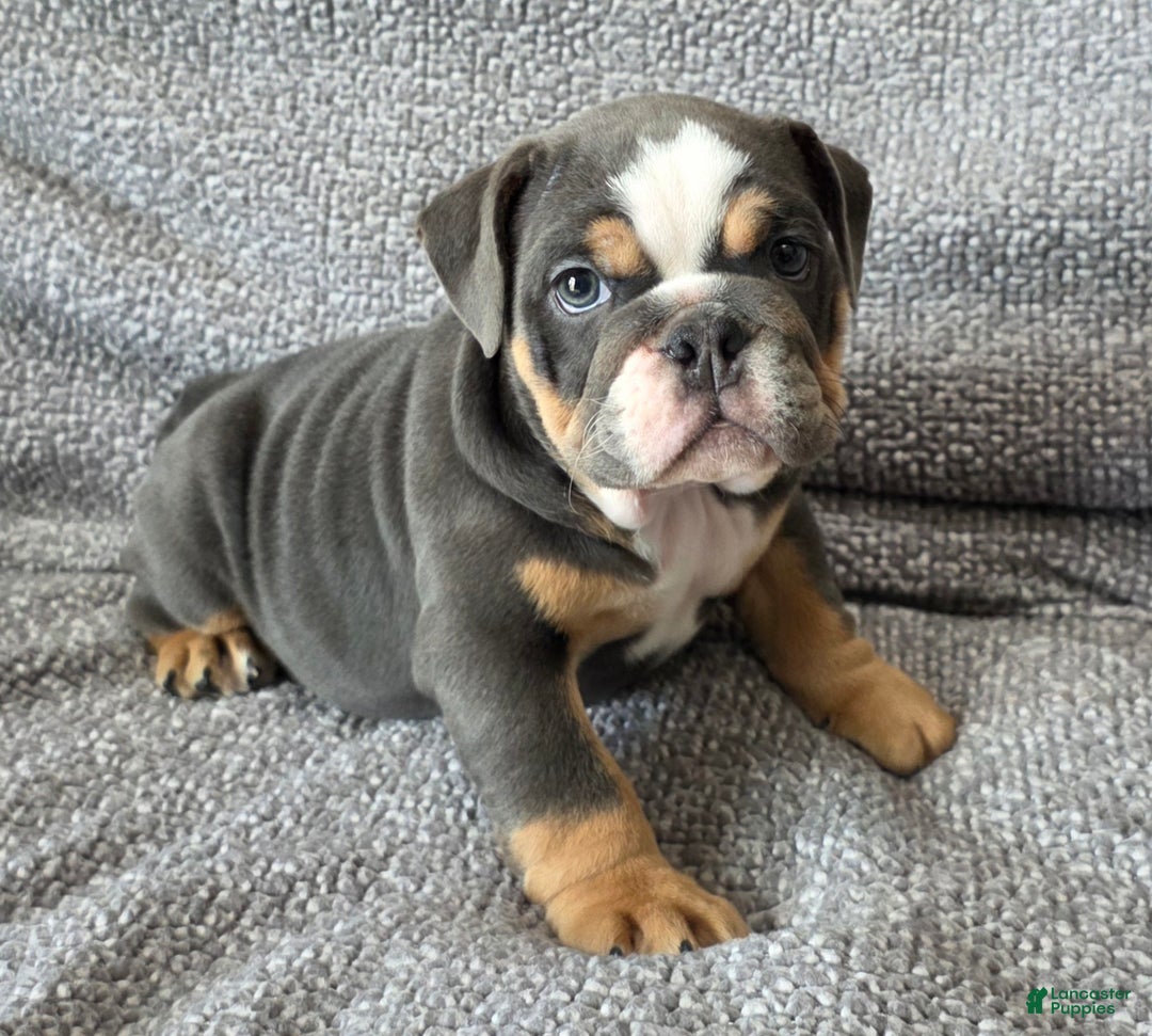 English Bulldog dogs for sale: AKC Haley - Ad 1