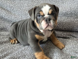 English Bulldog dogs AKC Haley - Ad 13