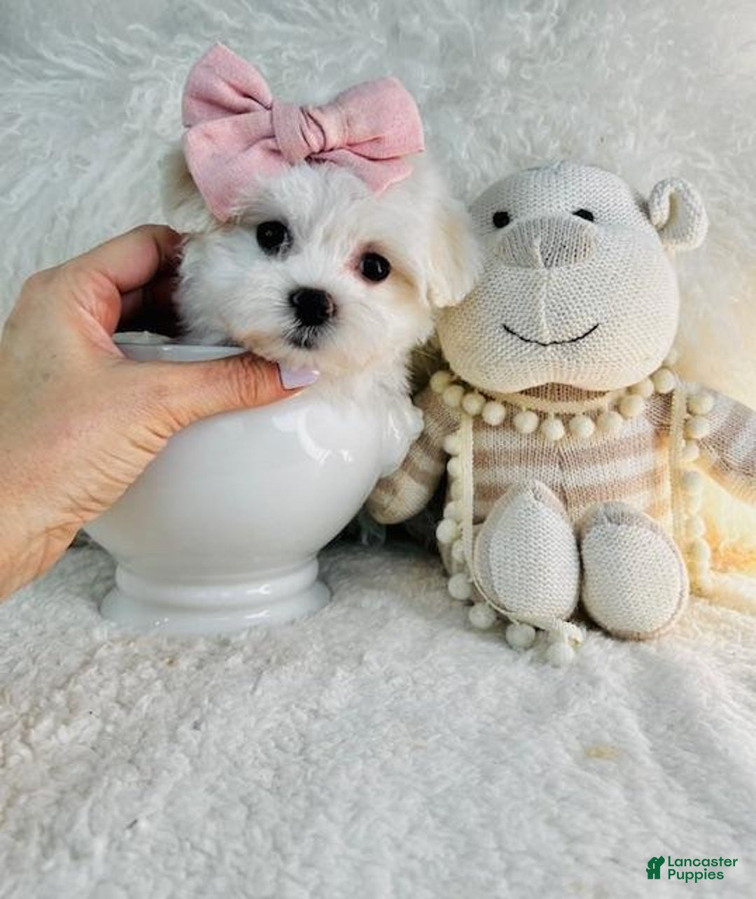 Maltese dogs for sale: Molly - Ad 3