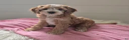 Cockapoo dogs for sale: Annie - Ad 3