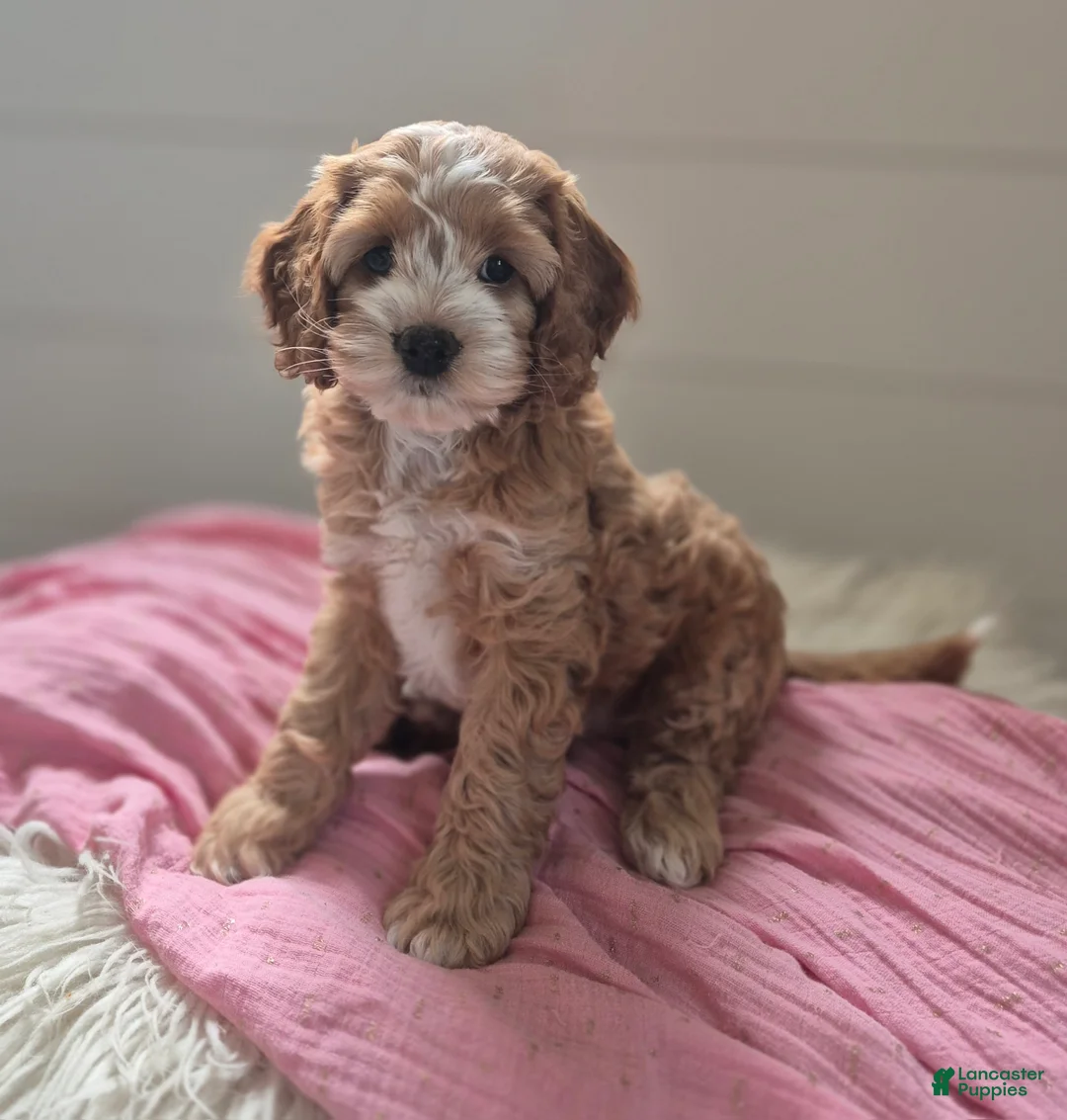 Cockapoo dogs for sale: Annie - Ad 3