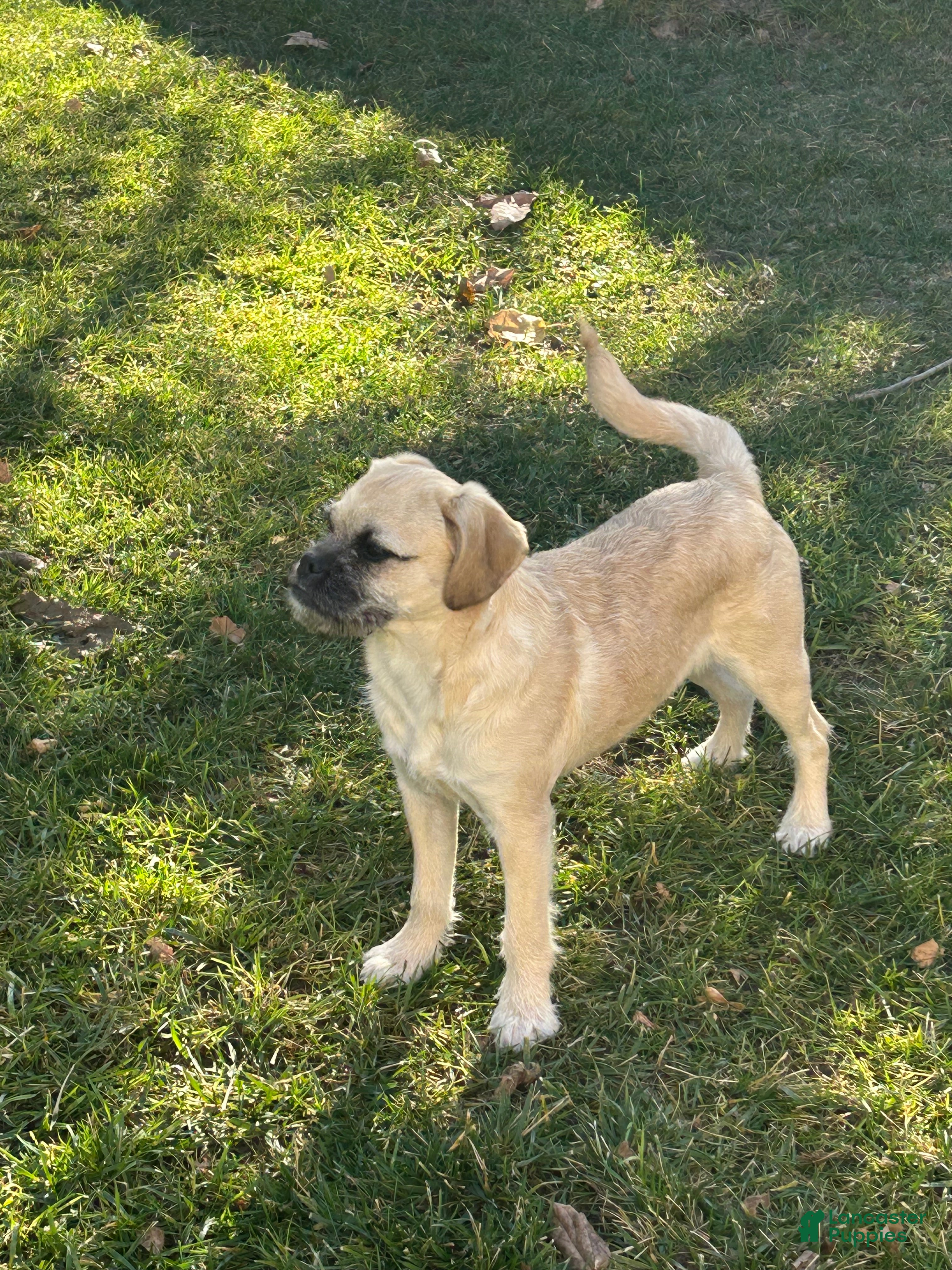 Mixed Breed dogs Mixed Breed Puppy 2 - Ad 2