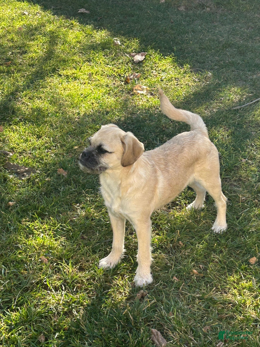 Mixed Breed dogs for sale: Mixed Breed Puppy 2 - Ad 1